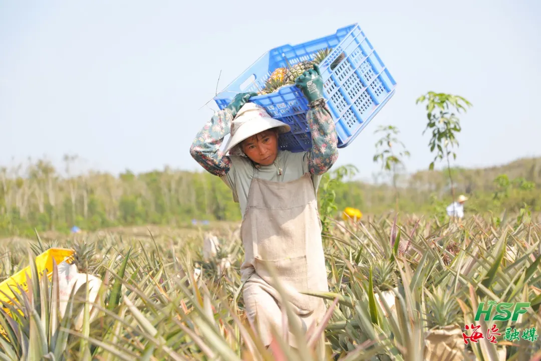 不只橡胶绿，更有凤梨甜